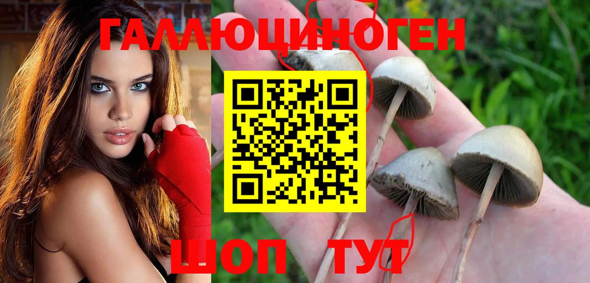 Псилоцибиновые грибы Psilocybine cubensis Азов